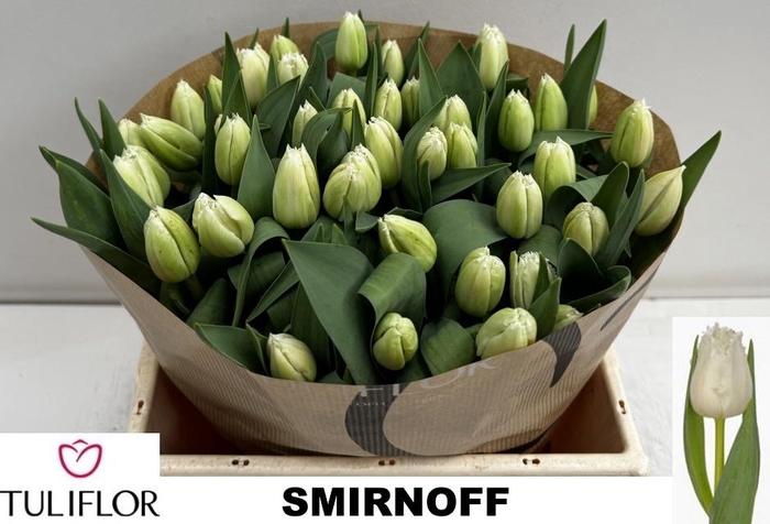 <h4>TU FR SMIRNOFF</h4>