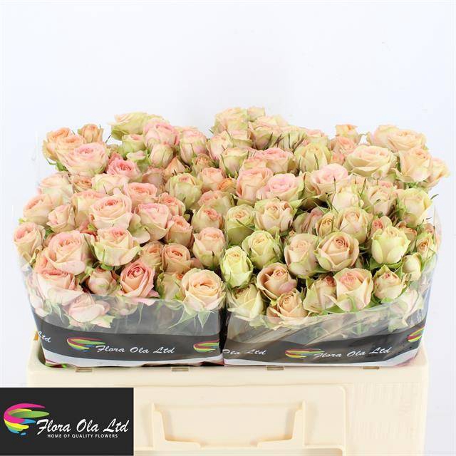 <h4>R Tr Azore Flora Ola</h4>