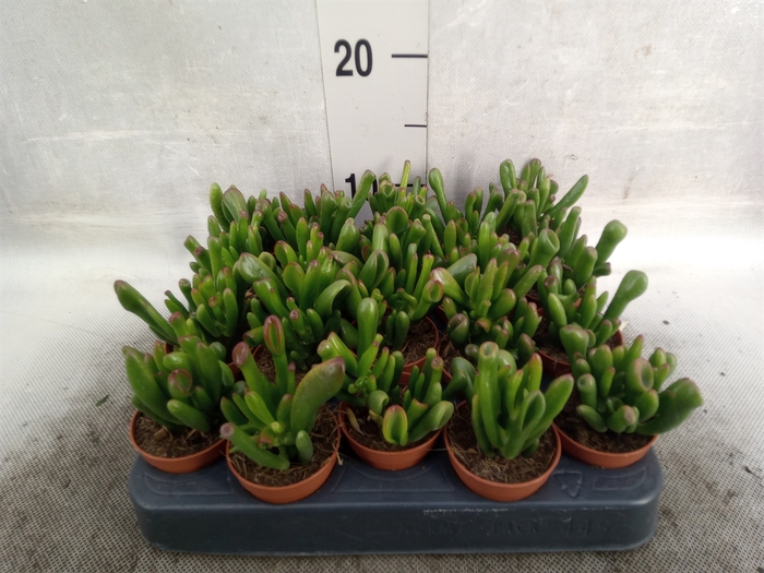 <h4>Crassula ovata 'Horn Tree'</h4>