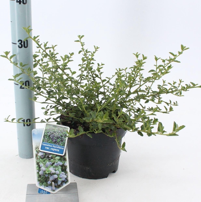 <h4>Ceanothus thyrsiflorus var. repens</h4>
