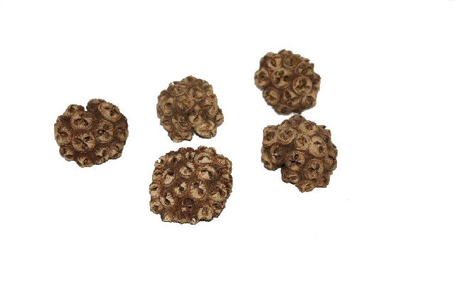 Dried spidergum knobs naturel kilo/bags
