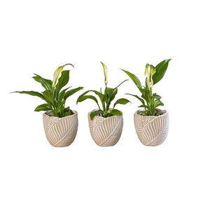 SPATHIPHYLLUM P6 L 65957