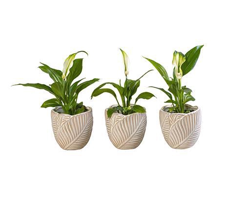 <h4>SPATHIPHYLLUM P6 L 65957</h4>