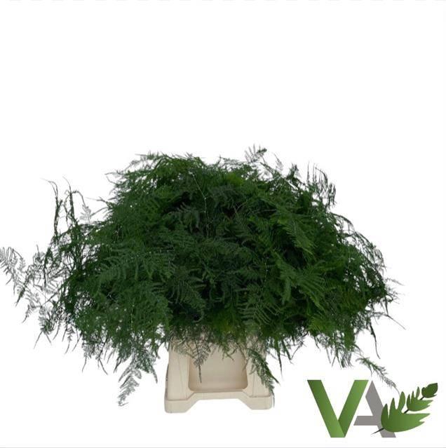 <h4>ASPARAGUS SETACEUS</h4>
