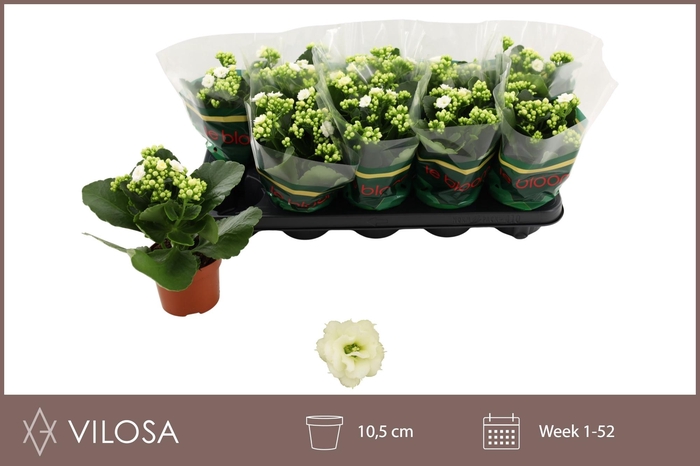 <h4>KAL GE WHITES WHITE</h4>