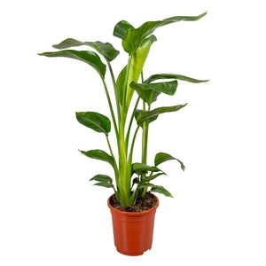 Strelitzia nicolai 3 stek 60-70cm