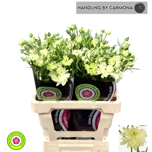 RAN N MODERNA GALAXY