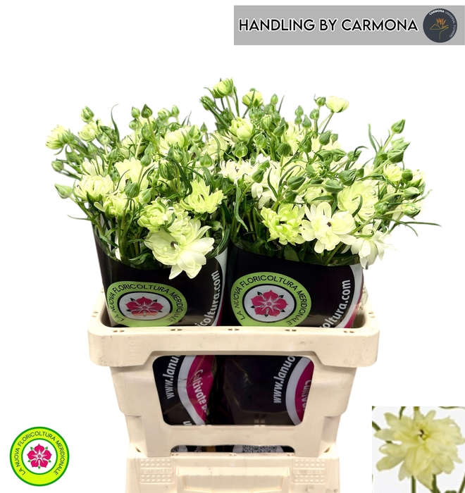 <h4>RAN N MODERNA GALAXY</h4>