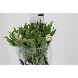 ALSTROEMERIA WHITNEY 080 CM