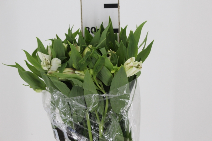 <h4>ALSTROEMERIA WHITNEY 080 CM</h4>