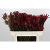 Leucadendron Blush Spray