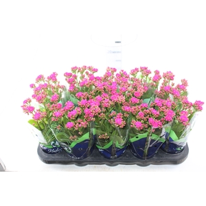 KALANCHOE DOBRADO P11 LILAS