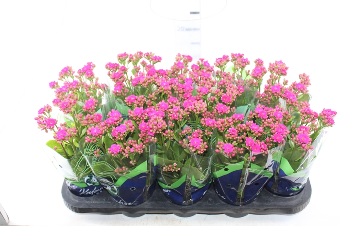 <h4>KALANCHOE DOBRADO P11 LILAS</h4>