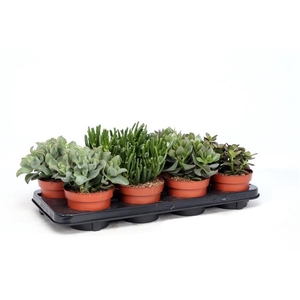 Crassula Mix 12 Cm