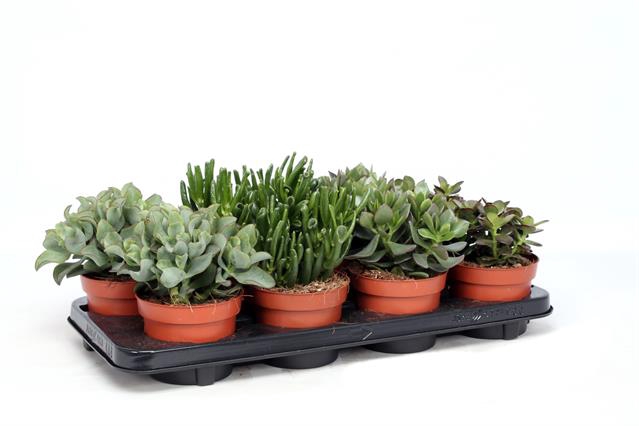Crassula Mix 12 Cm