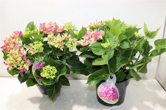 <h4>Hydr Macrophylla Roze</h4>