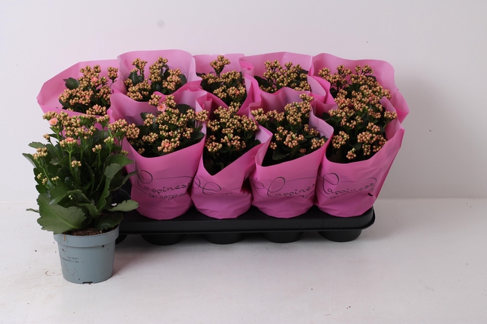 <h4>KAL GE PERFECTA PINK</h4>