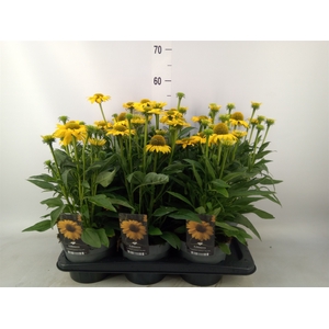 Echinacea  'Sombrero Lemon Yellow'