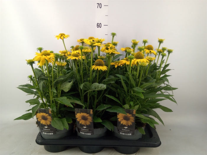 <h4>Echinacea  'Sombrero Lemon Yellow'</h4>