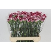 Dianthus St Bacarat