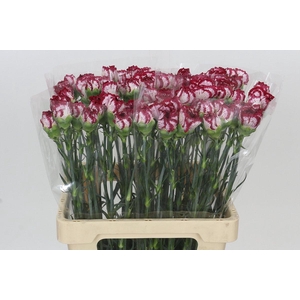 Dianthus St Bacarat