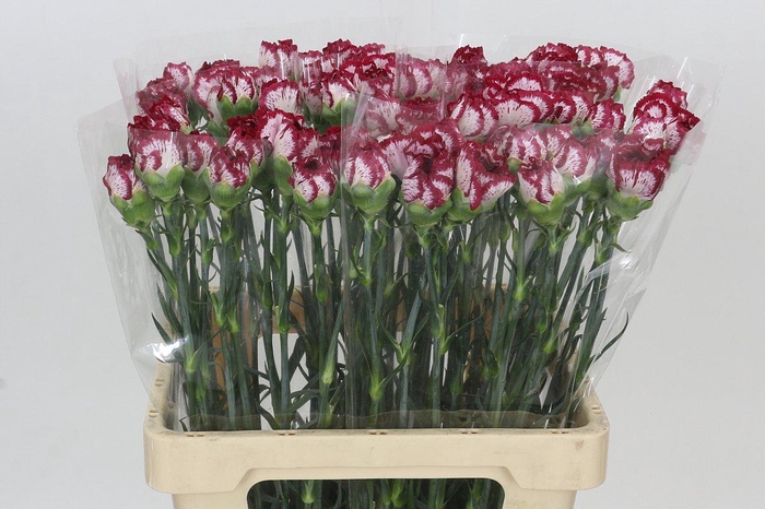 <h4>Dianthus St Bacarat</h4>
