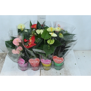 ANTHURIUM VARIADO P09