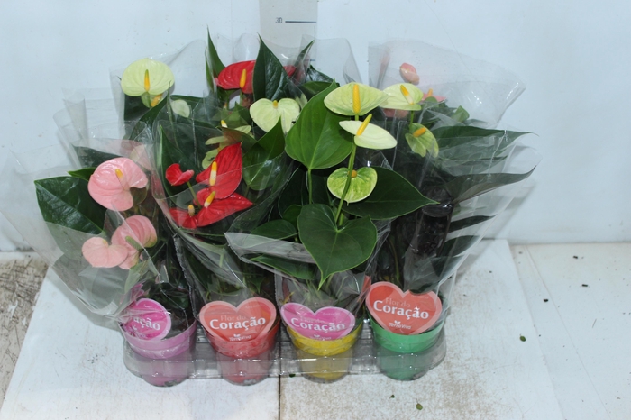 <h4>ANTHURIUM VARIADO P09</h4>