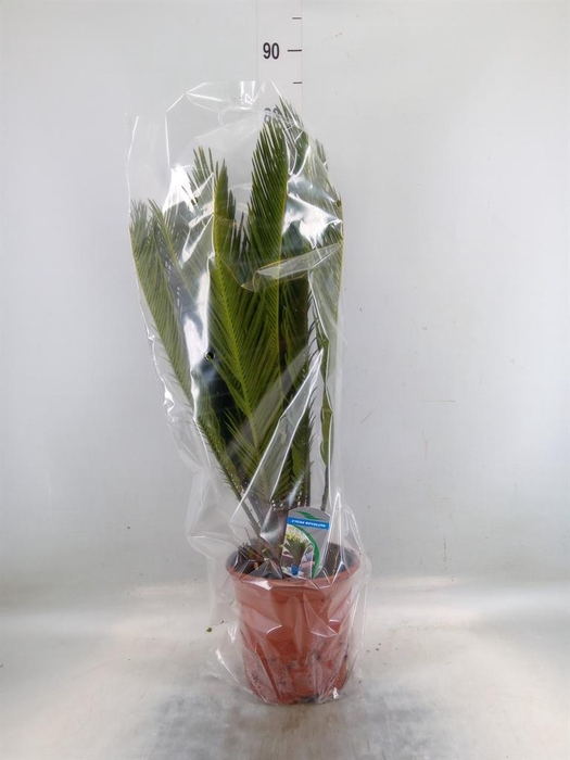 <h4>Cycas revoluta</h4>