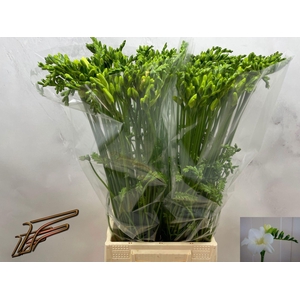 Freesia enk Ambiance