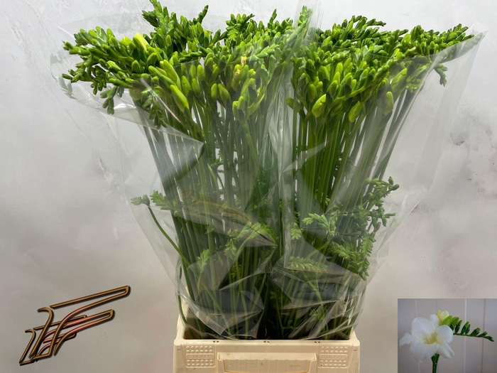 <h4>Freesia enk Ambiance</h4>