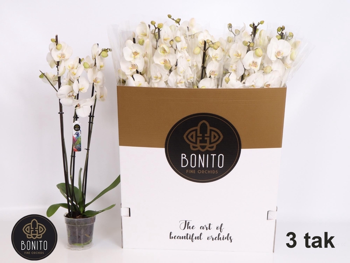 <h4>PHAL SILHOUETTE</h4>