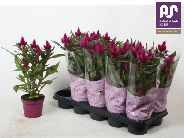 <h4>CEL DEEP PURPLE</h4>