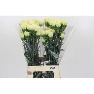 Dianthus St Lady Midori