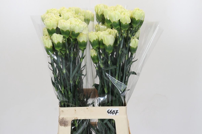 Dianthus St Lady Midori