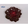 Echeveria Red Ruby Cutflower Wincx-12cm