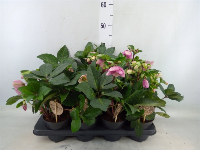 <h4>Helleborus x hybr. 'Red Princess'</h4>