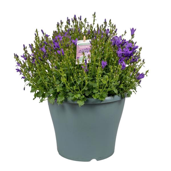 <h4>Campanula Ambella® Intens Purple in patiopot</h4>