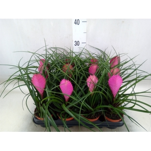 Tillandsia cyanea 'Anita'