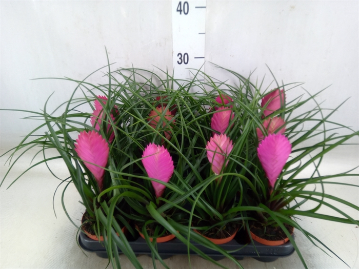 <h4>Tillandsia cyanea 'Anita'</h4>