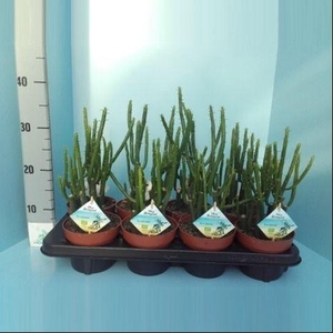 Bio Euphorbia Cedorum 390-Ced13