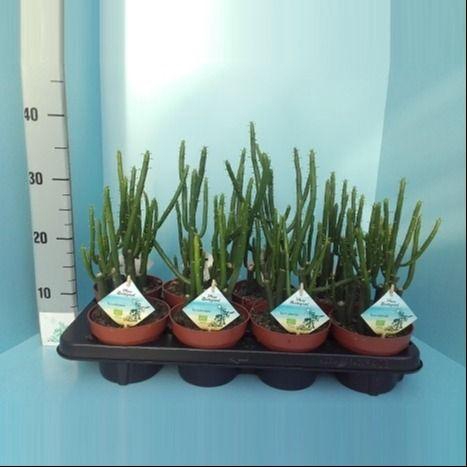 <h4>Bio Euphorbia Cedorum 390-Ced13</h4>