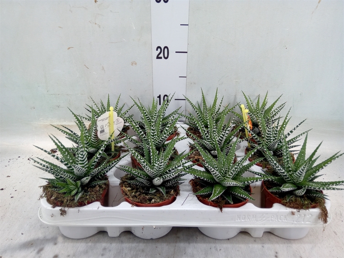 <h4>Haworthia fasciala 'Big Band'</h4>