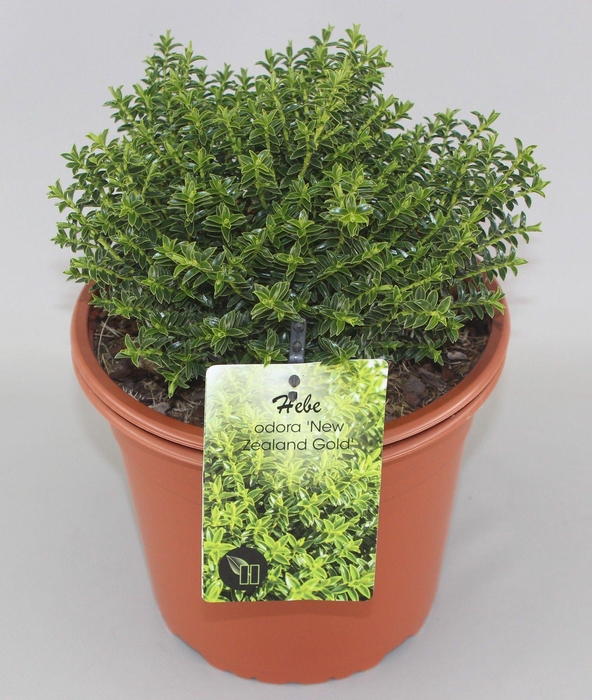 <h4>Hebe odora 'New Zealand Gold' C10</h4>