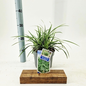 Carex morrowii Ice Dance