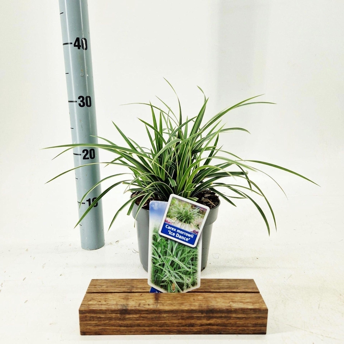 <h4>Carex morrowii Ice Dance</h4>