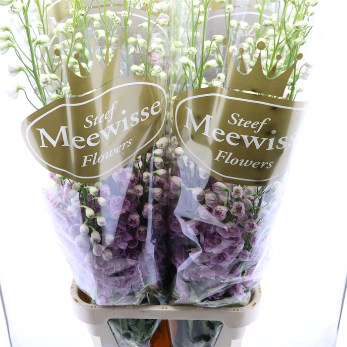 <h4>Delphinium Lady</h4>