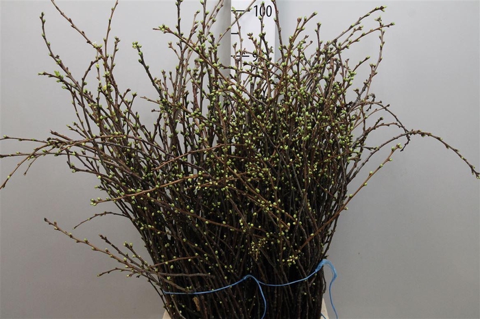 <h4>Kersenbloesem P Bos Xl</h4>