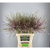 ALLIUM SCHUBERTII