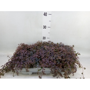 Selaginella uncinata 'Peacock'